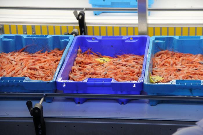 Esto es todo lo que pasa con los pescados que compras cada día antes de que lleguen al súper