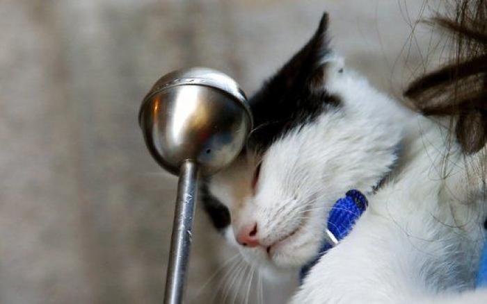 Un reportero de Telemadrid termina sangrando en directo tras ser atacado por un perro