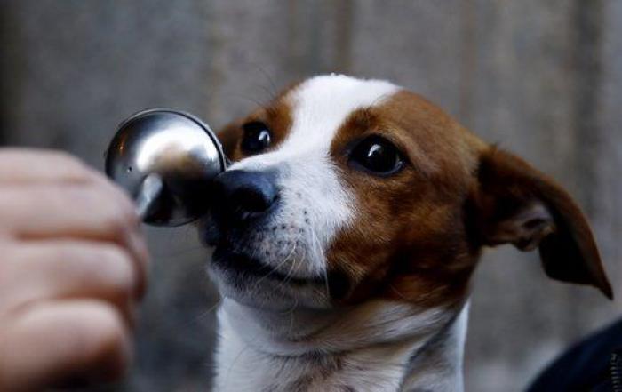 Un reportero de Telemadrid termina sangrando en directo tras ser atacado por un perro