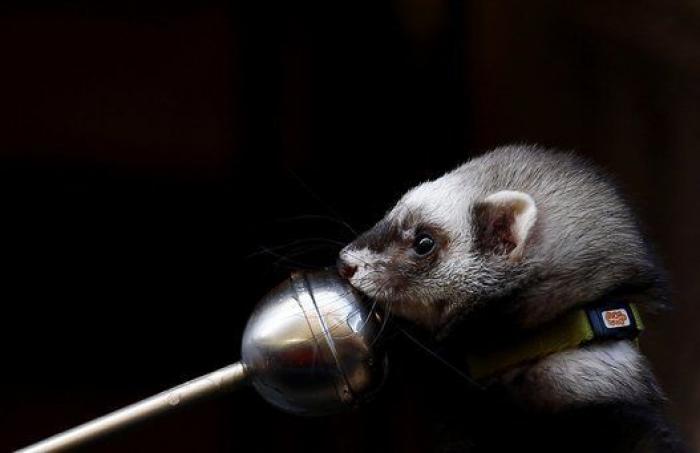 Un reportero de Telemadrid termina sangrando en directo tras ser atacado por un perro