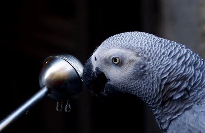 Un reportero de Telemadrid termina sangrando en directo tras ser atacado por un perro