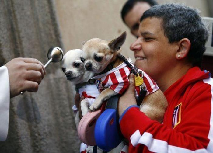 Un reportero de Telemadrid termina sangrando en directo tras ser atacado por un perro