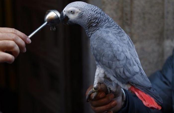 Un reportero de Telemadrid termina sangrando en directo tras ser atacado por un perro