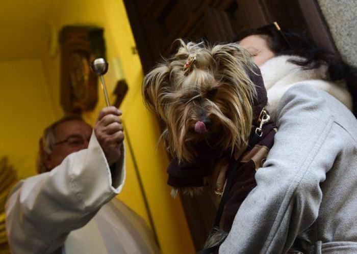 Un reportero de Telemadrid termina sangrando en directo tras ser atacado por un perro
