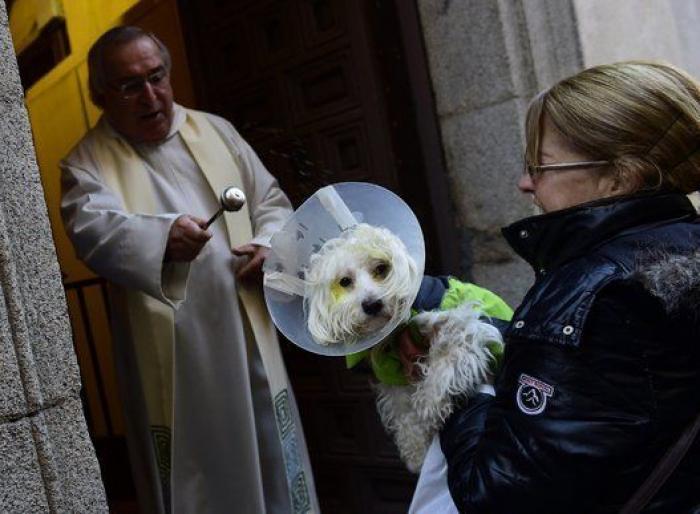 Un reportero de Telemadrid termina sangrando en directo tras ser atacado por un perro