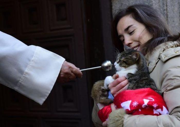 Un reportero de Telemadrid termina sangrando en directo tras ser atacado por un perro