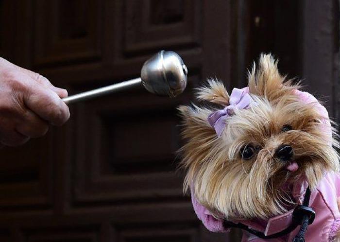 Un reportero de Telemadrid termina sangrando en directo tras ser atacado por un perro