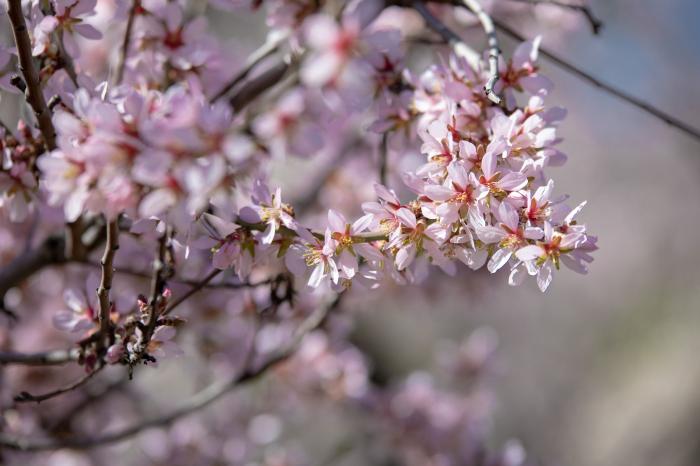 Primavera en Madrid: la floración de los almendros en la Quinta de los Molinos