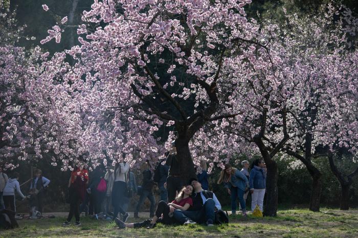 Primavera en Madrid: la floración de los almendros en la Quinta de los Molinos