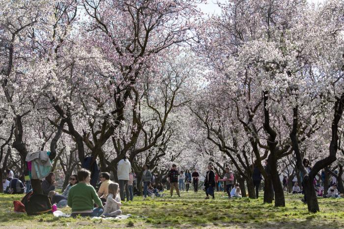 Primavera en Madrid: la floración de los almendros en la Quinta de los Molinos