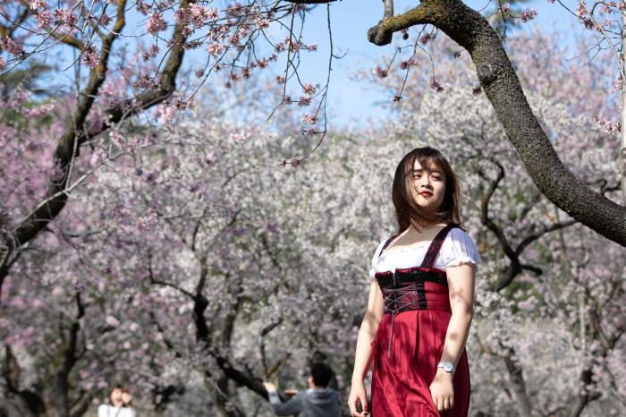 Primavera en Madrid: la floración de los almendros en la Quinta de los Molinos