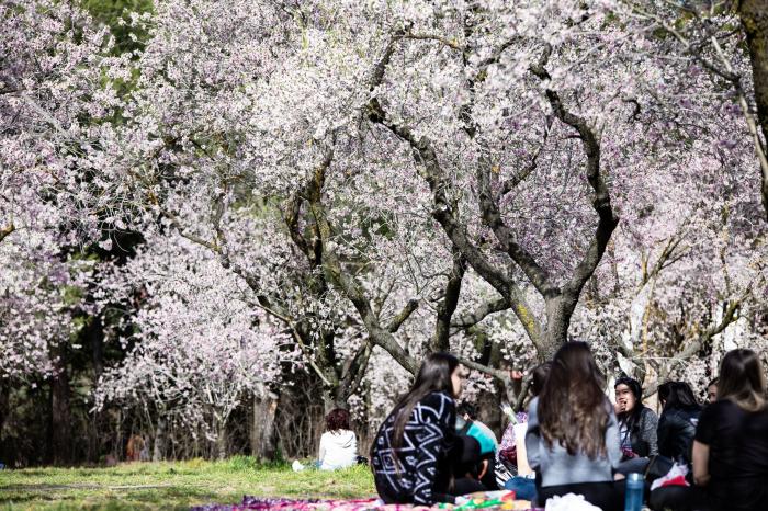 Primavera en Madrid: la floración de los almendros en la Quinta de los Molinos
