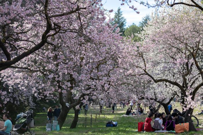 Primavera en Madrid: la floración de los almendros en la Quinta de los Molinos