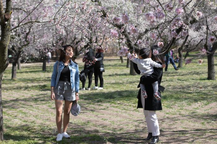 Primavera en Madrid: la floración de los almendros en la Quinta de los Molinos