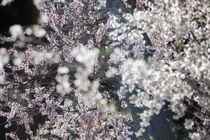 Primavera en Madrid: la floración de los almendros en la Quinta de los Molinos