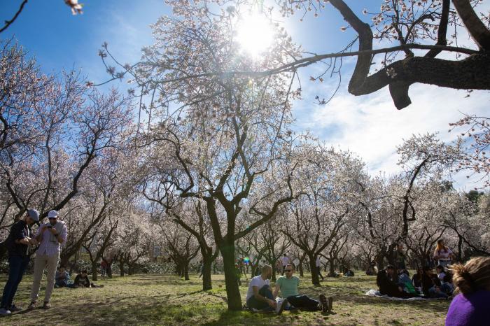 Primavera en Madrid: la floración de los almendros en la Quinta de los Molinos