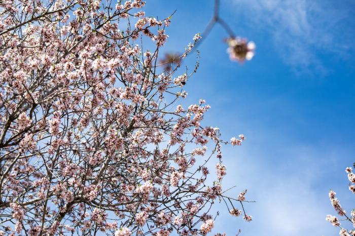 Primavera en Madrid: la floración de los almendros en la Quinta de los Molinos