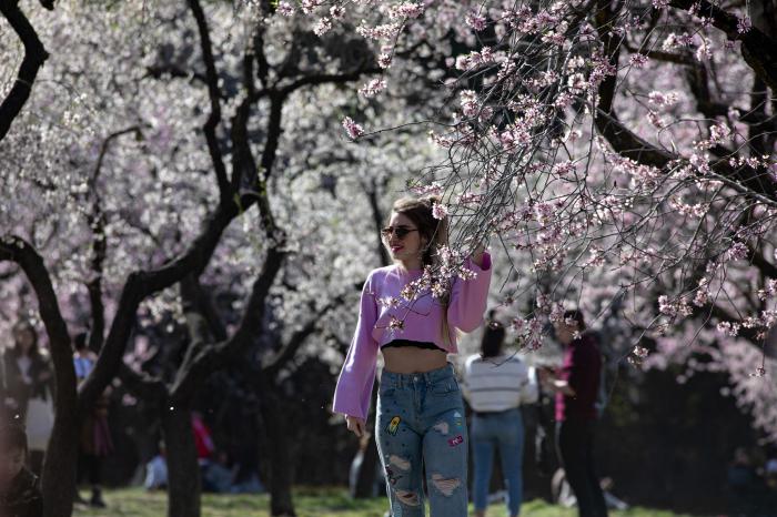 Primavera en Madrid: la floración de los almendros en la Quinta de los Molinos