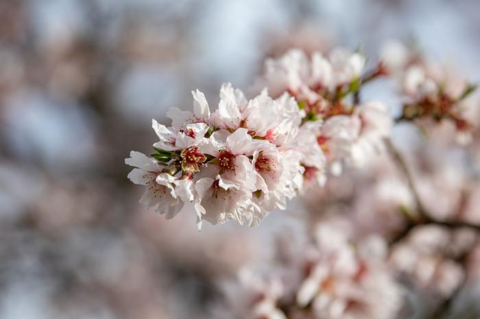 Primavera en Madrid: la floración de los almendros en la Quinta de los Molinos