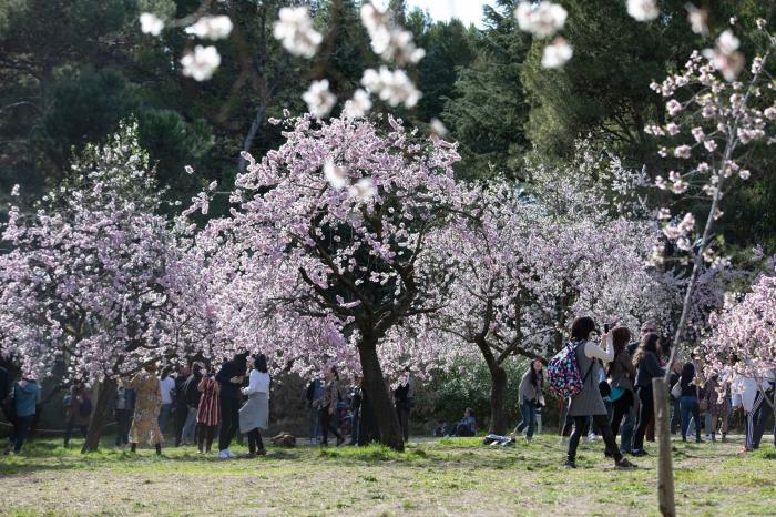 Primavera en Madrid: la floración de los almendros en la Quinta de los Molinos