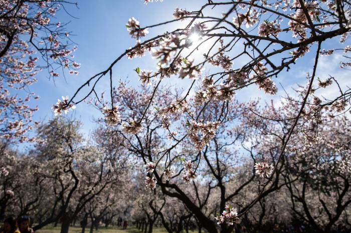 Primavera en Madrid: la floración de los almendros en la Quinta de los Molinos