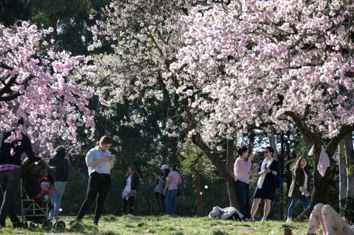 Primavera en Madrid: la floración de los almendros en la Quinta de los Molinos