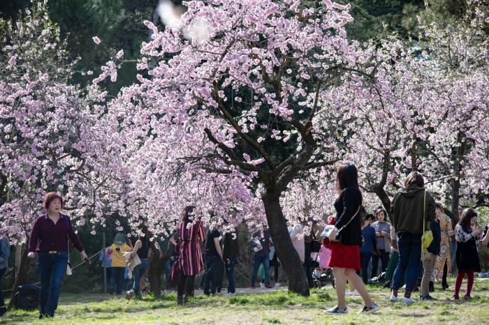 Primavera en Madrid: la floración de los almendros en la Quinta de los Molinos