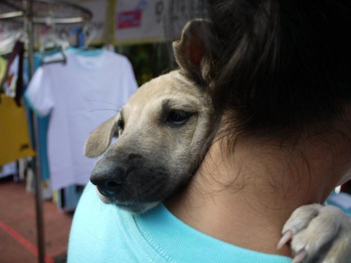 Operación Gallera: 182 detenidos, 103 gallos de pelea, cuchillas, espolones y drogas