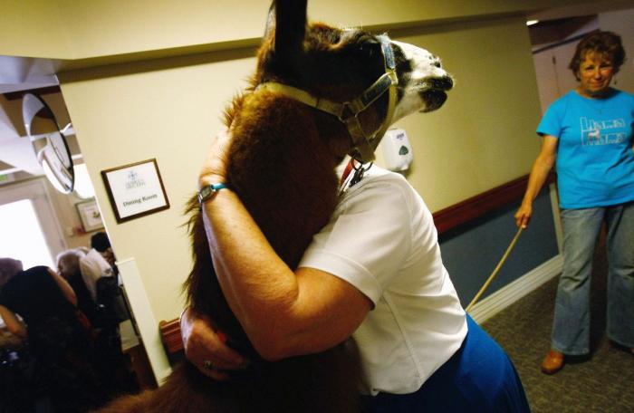 Operación Gallera: 182 detenidos, 103 gallos de pelea, cuchillas, espolones y drogas