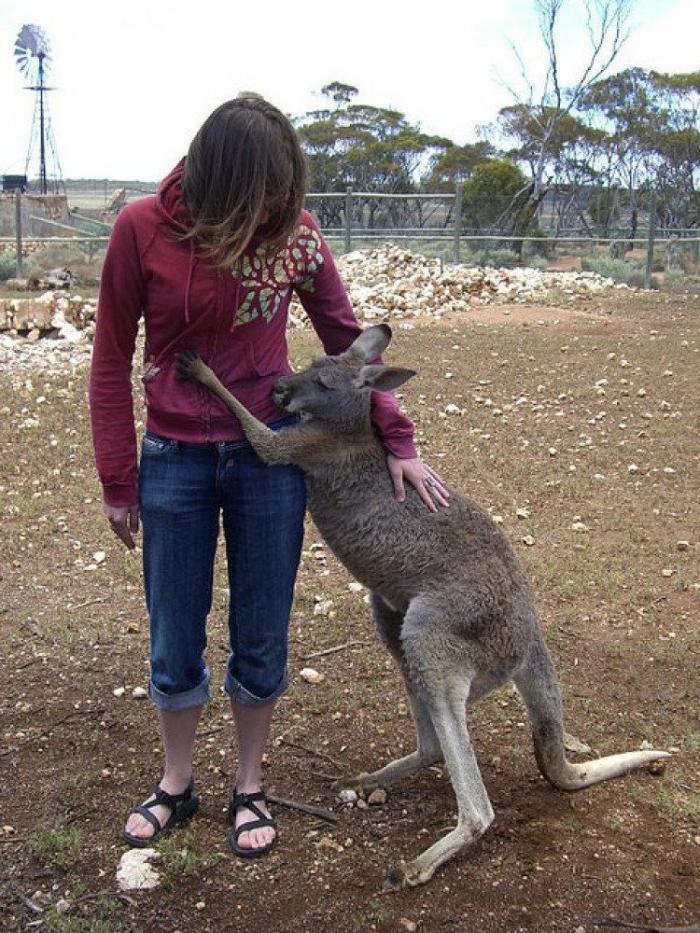 Operación Gallera: 182 detenidos, 103 gallos de pelea, cuchillas, espolones y drogas