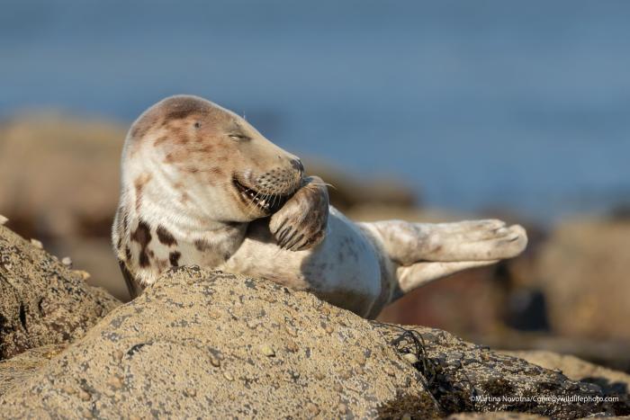Detenidos dos responsables de una guardería canina por matar y maltratar a varios perros