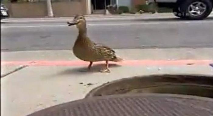 La Policía abandona su tono habitual para responder a este comentario