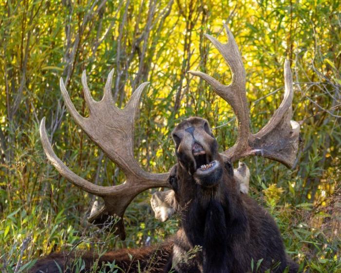 Vas a flipar con cómo completa este hámster este laberinto