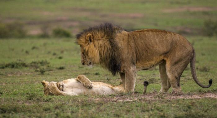 Vas a flipar con cómo completa este hámster este laberinto