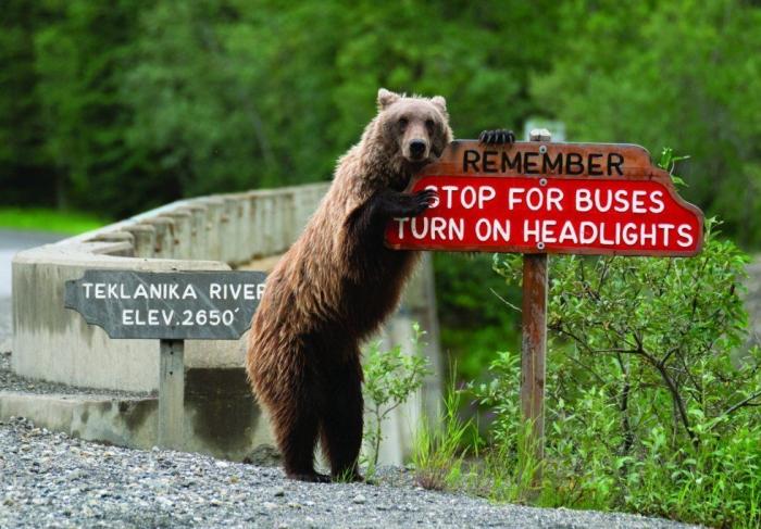 Vas a flipar con cómo completa este hámster este laberinto