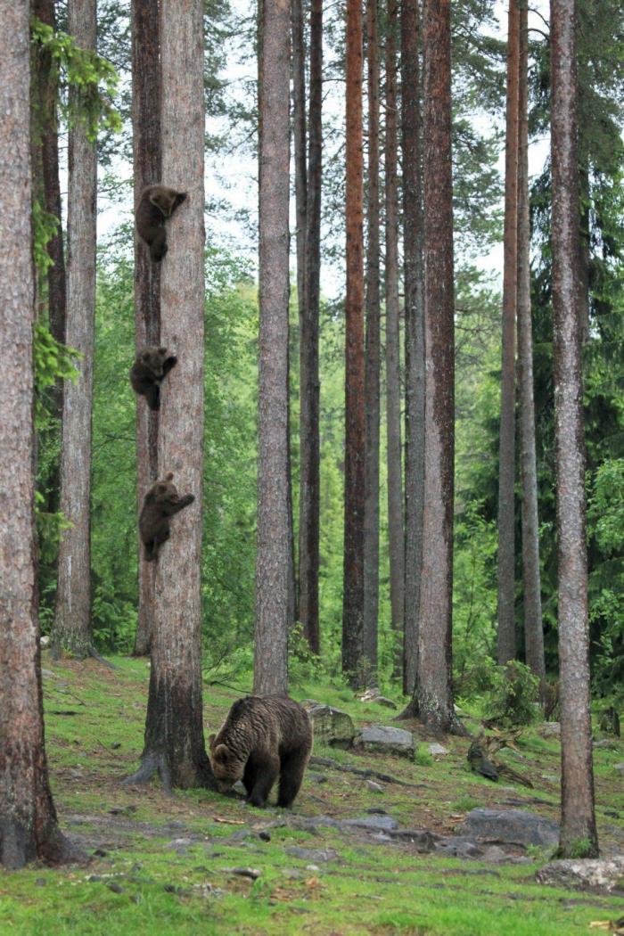Vas a flipar con cómo completa este hámster este laberinto