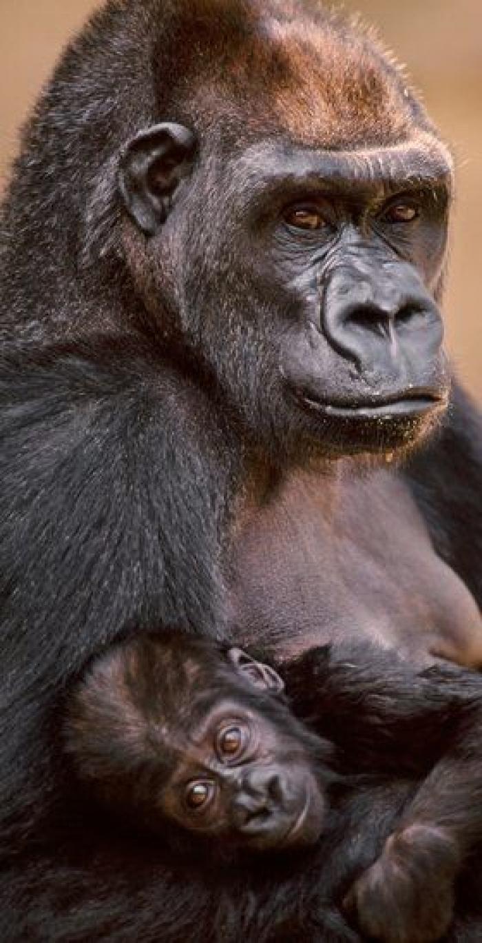 La cara de Mark Zuckerberg y otros guiños del videoclip de 'Ay, mamá' de Rigoberta Bandini