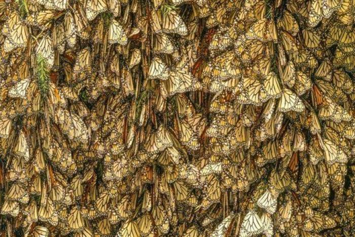 Frank Cuesta, cerca de perder un dedo por la mordedura de una víbora