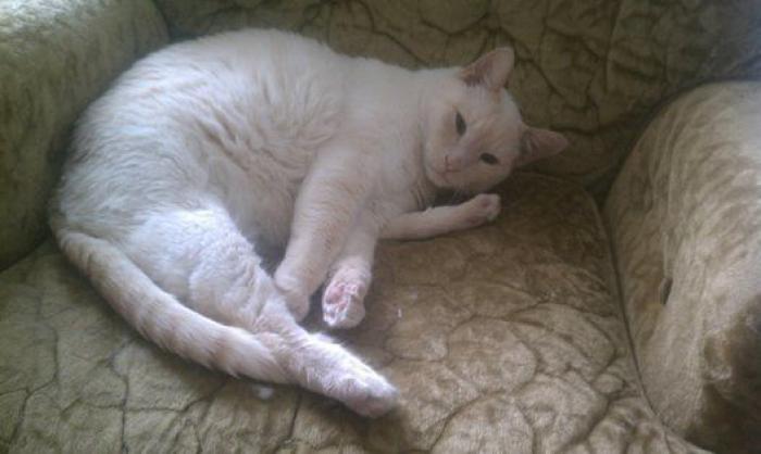 El sugerente dibujo de una medusa que está dando pie a los comentarios más calientes