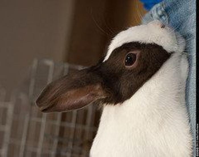 El sugerente dibujo de una medusa que está dando pie a los comentarios más calientes