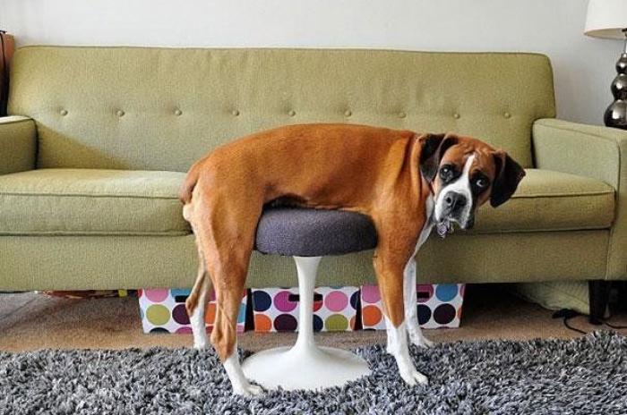 Cuando los animales no entienden cómo se utilizan nuestros muebles (FOTOS)