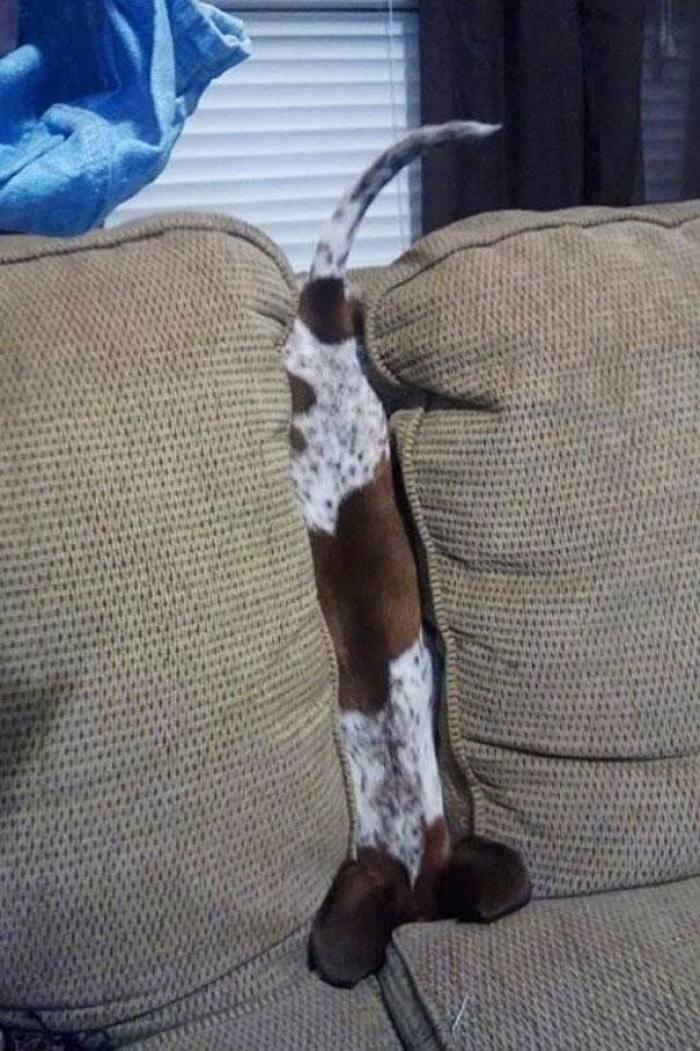 Cuando los animales no entienden cómo se utilizan nuestros muebles (FOTOS)