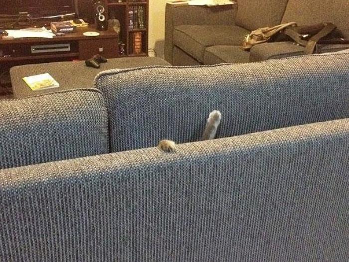 Cuando los animales no entienden cómo se utilizan nuestros muebles (FOTOS)
