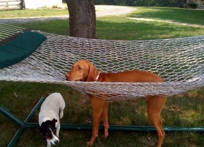 Cuando los animales no entienden cómo se utilizan nuestros muebles (FOTOS)