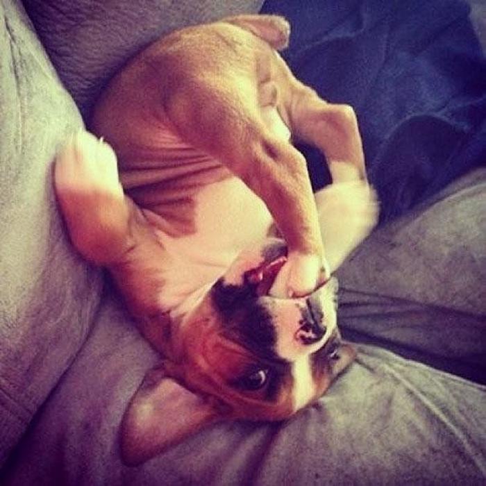 Cuando los animales no entienden cómo se utilizan nuestros muebles (FOTOS)