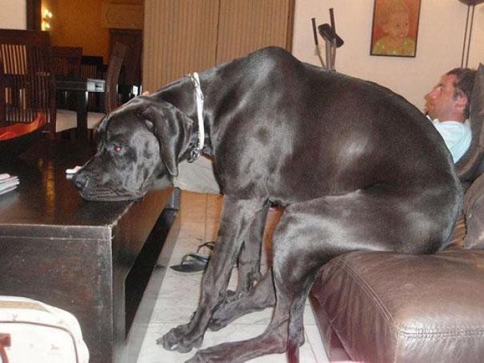 Cuando los animales no entienden cómo se utilizan nuestros muebles (FOTOS)