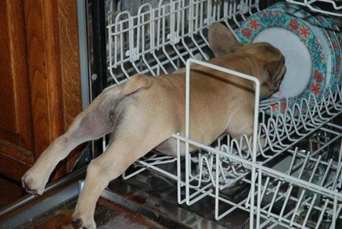 Cuando los animales no entienden cómo se utilizan nuestros muebles (FOTOS)