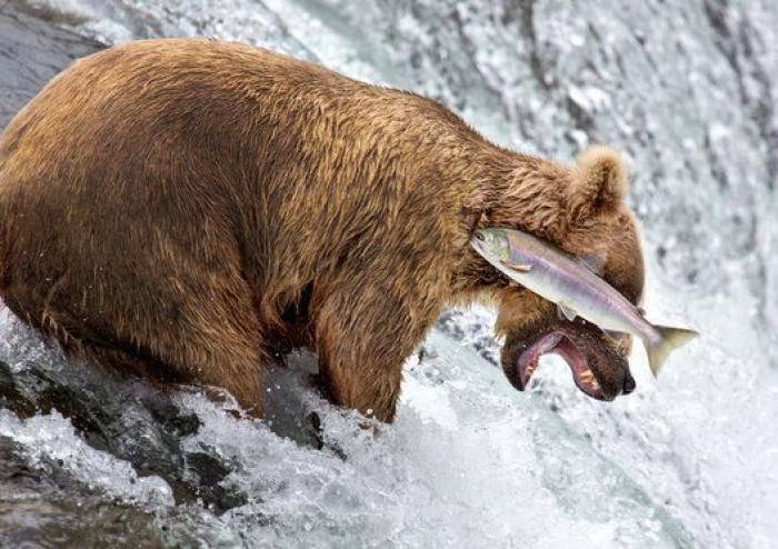 Comedy Wildlife Photo Awards: las mejores fotos cómicas de animales de 2016