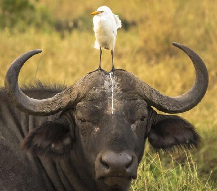 Comedy Wildlife Photo Awards: las mejores fotos cómicas de animales de 2016