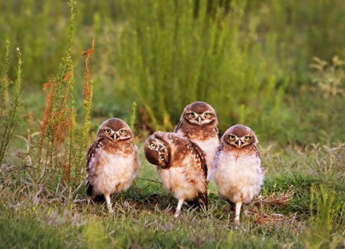 Comedy Wildlife Photo Awards: las mejores fotos cómicas de animales de 2016